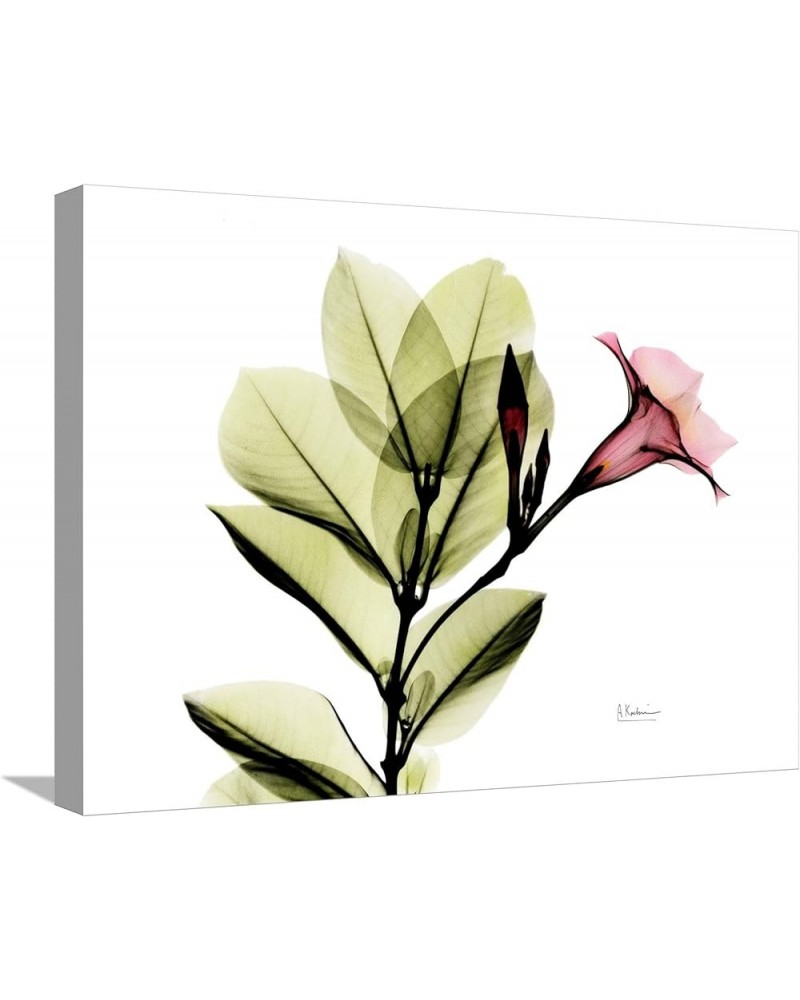 Stretched Canvas Print Mandellia L265 by Albert Koetsier, 16x12 24" x 18" Stretched Canvas $32.56 Handbags