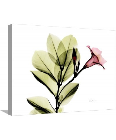 Stretched Canvas Print Mandellia L265 by Albert Koetsier, 16x12 24" x 18" Stretched Canvas $32.56 Handbags