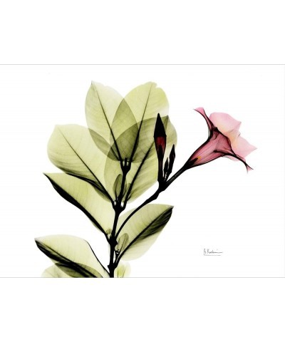 Stretched Canvas Print Mandellia L265 by Albert Koetsier, 16x12 24" x 18" Stretched Canvas $32.56 Handbags